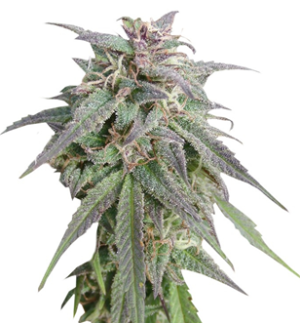 1742277345134.png 1742277345134.png