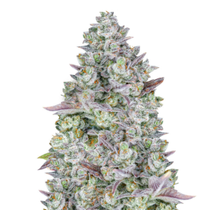 1742292720836.png 1742292720836.png