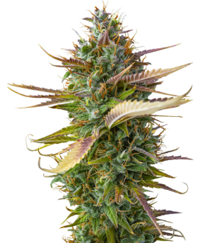 1742315403778.png 1742315403778.png