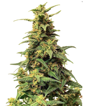 1742315488858.png 1742315488858.png