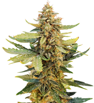 1742316575510.png 1742316575510.png