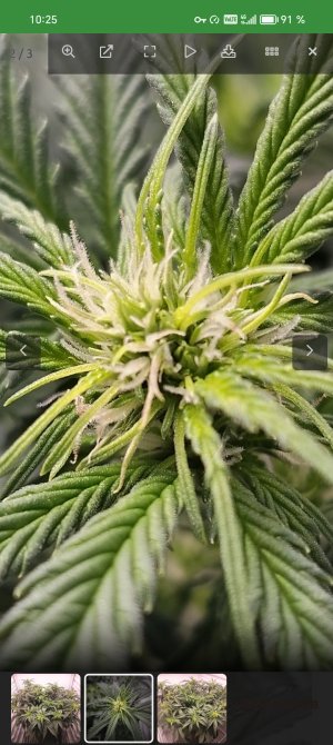 Screenshot_20250319_102521_ru_semena_sch_RootActivity.jpg Screenshot_20250319_102521_ru_semena_sch_RootActivity.jpg