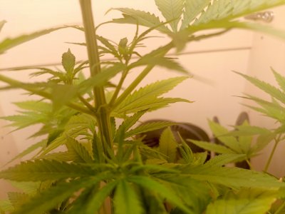 IMG_20250319_182200_279.jpg IMG_20250319_182200_279.jpg