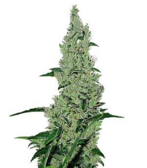 1742402637948.png 1742402637948.png