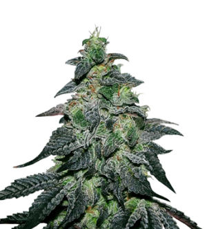 1742458179962.png 1742458179962.png