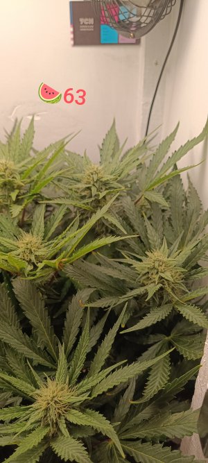 IMG_20250320_170424.jpg IMG_20250320_170424.jpg