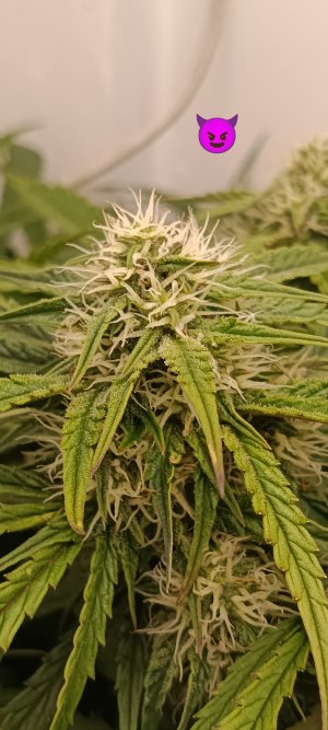 IMG_20250320_170721.jpg IMG_20250320_170721.jpg