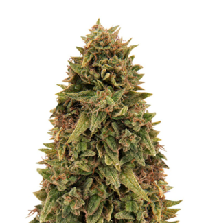 1742470956783.png 1742470956783.png