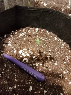 зуки фемка.jpg