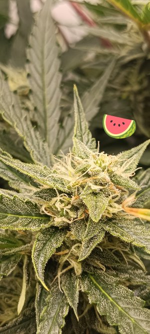 IMG_20250322_133752 (1).jpg IMG_20250322_133752 (1).jpg