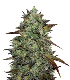 1742882754285.png 1742882754285.png