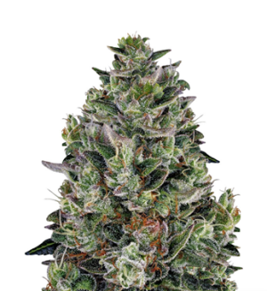 1742882759612.png 1742882759612.png