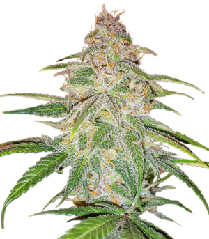 1742918088259.png 1742918088259.png