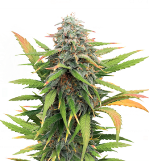 1742977256045.png 1742977256045.png