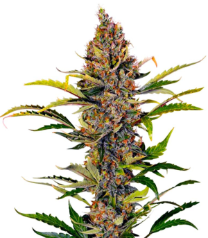 1742983622826.png 1742983622826.png