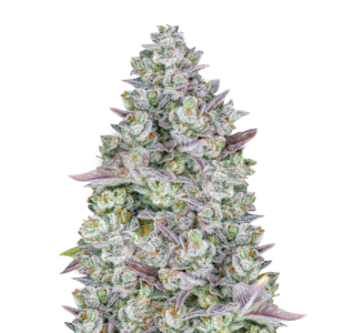 1743079465502.png 1743079465502.png