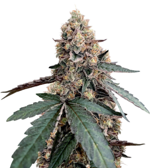 1743079501473.png 1743079501473.png