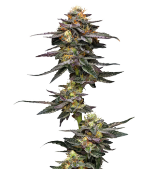 1743144683274.png 1743144683274.png