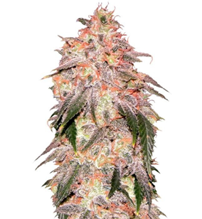 1743148100382.png 1743148100382.png