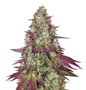 1743180823430.png 1743180823430.png