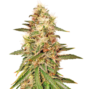 1743182696065.png 1743182696065.png