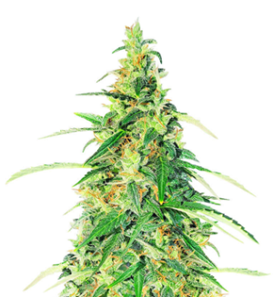 1743232281490.png 1743232281490.png