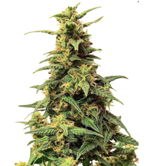 1743232284906.png 1743232284906.png