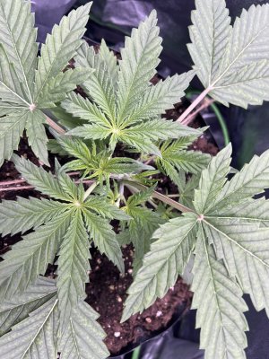 IMG_6196.jpeg IMG_6196.jpeg