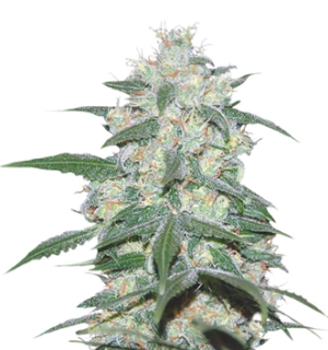 1743429604462.png 1743429604462.png