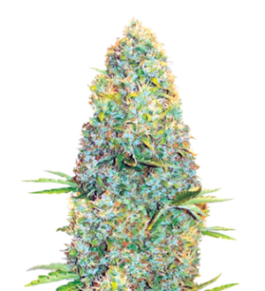 1743433831948.png 1743433831948.png