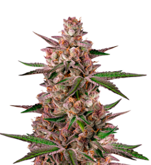 1743433836500.png 1743433836500.png