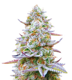 1743433840349.png 1743433840349.png