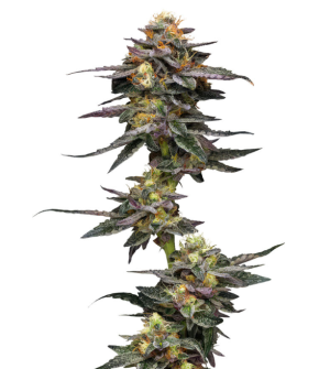 1743443521943.png 1743443521943.png