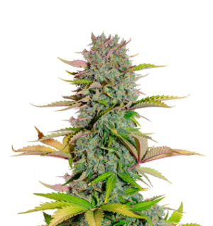 1743485621940.png 1743485621940.png