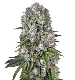 1743485626378.png 1743485626378.png