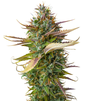 1743522841700.png 1743522841700.png