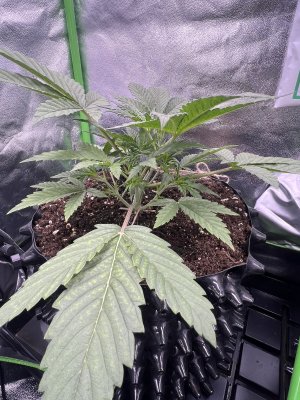 IMG_6219.jpeg IMG_6219.jpeg