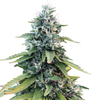 1743581037702.png 1743581037702.png