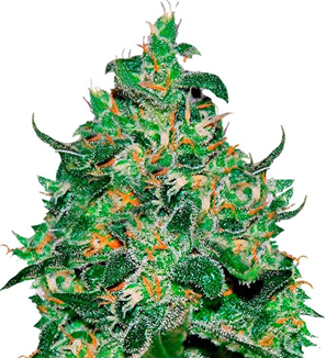 1743690921431.png 1743690921431.png