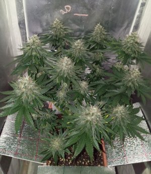 73 дн з.jpg 73 дн з.jpg