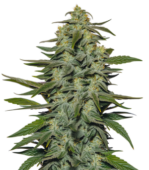 1744052236355.png 1744052236355.png