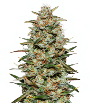 1744052635354.png 1744052635354.png