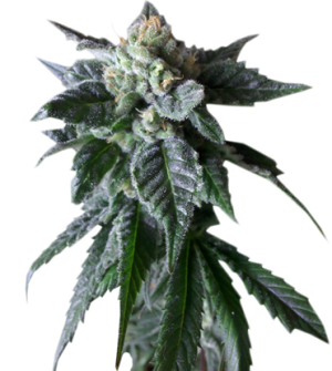 1744127789740.png 1744127789740.png