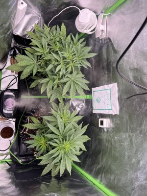 IMG_6321.jpeg IMG_6321.jpeg