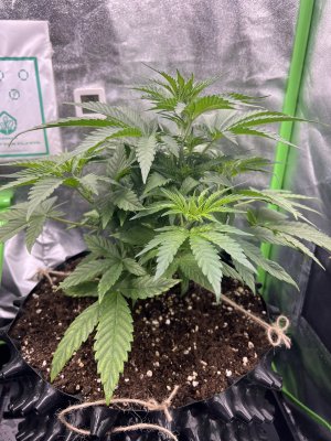 IMG_6323.jpeg IMG_6323.jpeg