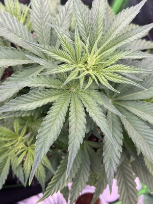 IMG_6338.jpeg IMG_6338.jpeg