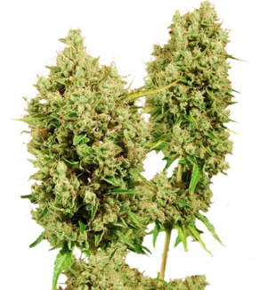 1744268570787.png 1744268570787.png