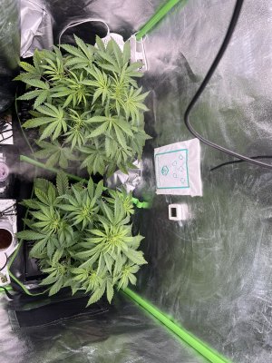 IMG_6383.jpeg IMG_6383.jpeg