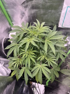 IMG_6384.jpeg IMG_6384.jpeg