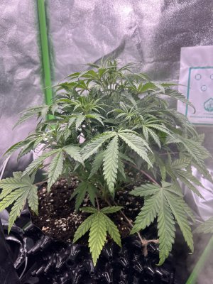 IMG_6386.jpeg IMG_6386.jpeg